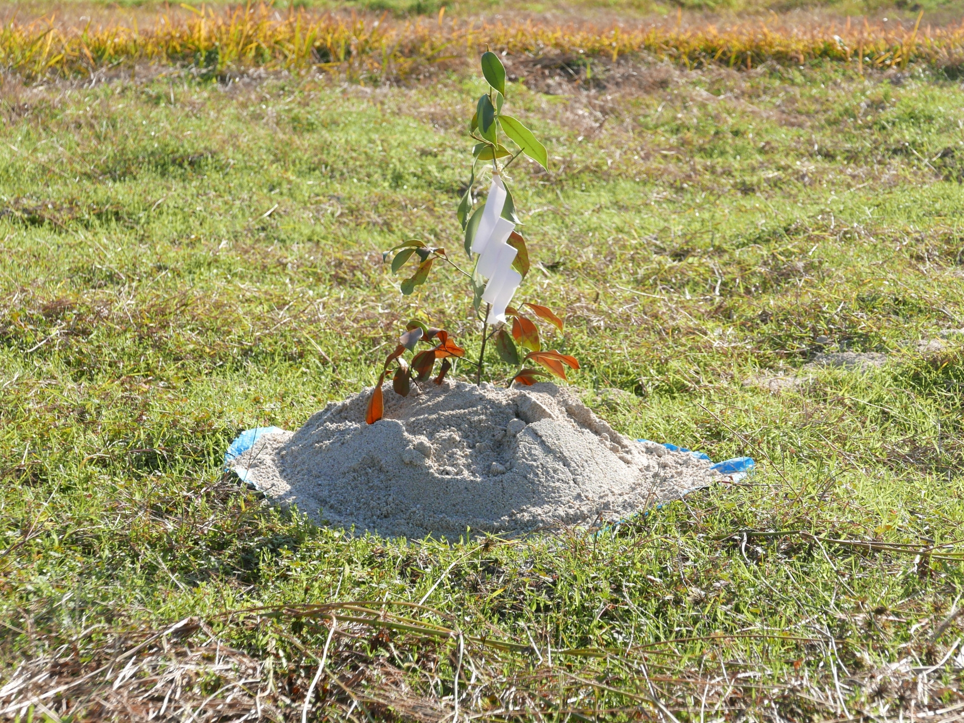 住宅ローン本審査承認と地鎮祭実施 - 着工に向けた大きな一歩